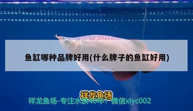 魚缸哪種品牌好用(什么牌子的魚缸好用)（養龍魚什么牌子的魚缸好）