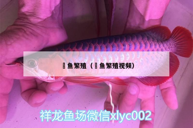 魟魚繁殖（魟魚繁殖視頻）（關于魟魚繁殖和魟魚繁殖的介紹） 魟魚繁殖（魟魚繁殖視頻）（關于魟魚繁殖和魟魚繁殖的介紹） 觀賞魚百科