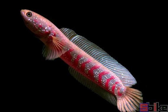 珍珠赤雷龍的價格是多少？（珍珠赤雷龍價格多少錢一條珍珠赤雷龍魚價格多少錢一條）