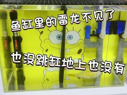 如何找到高清的雷龍魚視頻？（如何找到高清的野生雷龍魚視頻？）