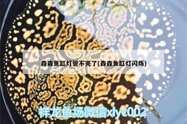 廣州觀賞魚批發(fā)市場323祥龍魚場（廣州觀賞魚批發(fā)市場祥龍魚場8）（廣州觀賞魚批發(fā)市場323祥龍魚場）