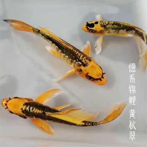 藍(lán)龍魚(yú)的價(jià)格是多少（藍(lán)龍魚(yú)價(jià)格因品種、規(guī)格和銷(xiāo)售平臺(tái)差異較大綜合市場(chǎng)信息分類(lèi)說(shuō)明） 藍(lán)龍魚(yú)的價(jià)格是多少（藍(lán)龍魚(yú)價(jià)格因品種、規(guī)格和銷(xiāo)售平臺(tái)差異較大綜合市場(chǎng)信息分類(lèi)說(shuō)明） 龍魚(yú)百科 第3張
