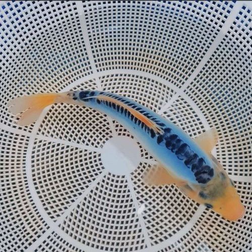 藍(lán)龍魚(yú)的價(jià)格是多少（藍(lán)龍魚(yú)價(jià)格因品種、規(guī)格和銷(xiāo)售平臺(tái)差異較大綜合市場(chǎng)信息分類(lèi)說(shuō)明） 藍(lán)龍魚(yú)的價(jià)格是多少（藍(lán)龍魚(yú)價(jià)格因品種、規(guī)格和銷(xiāo)售平臺(tái)差異較大綜合市場(chǎng)信息分類(lèi)說(shuō)明） 龍魚(yú)百科 第4張
