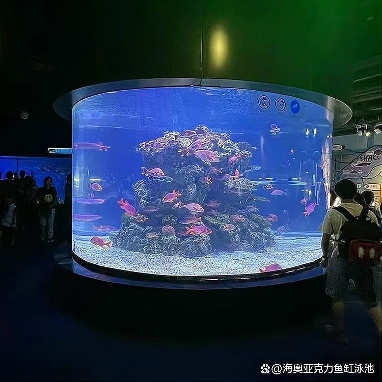 金龍魚和鯊魚混養(yǎng)需要多大的電源？（金龍魚和鯊魚混養(yǎng)需要哪些設備）