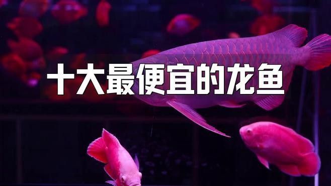 十種龍魚視頻推薦（10種龍魚視頻推薦）