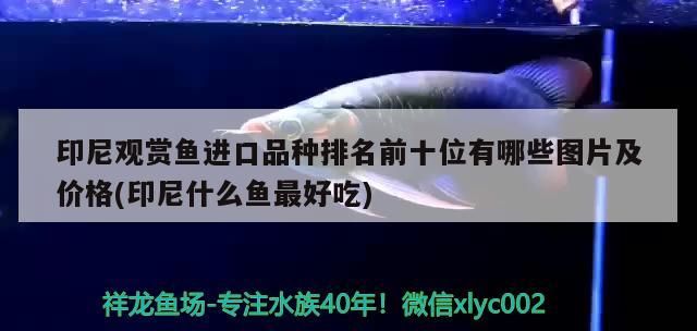 印尼觀賞魚進口品種排名前十位有哪些圖片及價格(印尼什么魚最好吃)（印尼觀賞魚進口品種排名前十位）