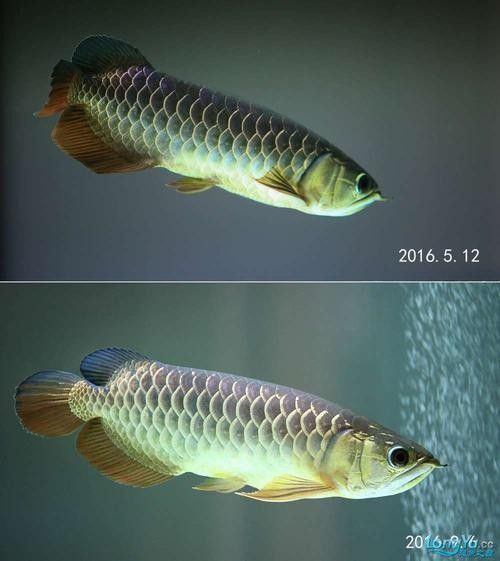 金龍魚燈光效果對比圖有哪些（養(yǎng)龍魚四種燈光哪個更適合你）