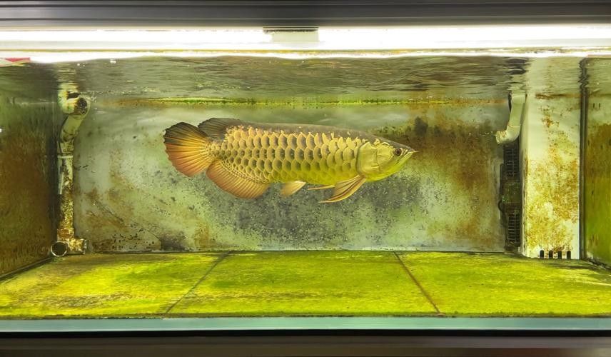 金龍魚燈光效果對比圖有哪些（養龍魚四種燈光哪個更適合你）