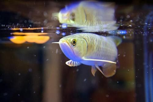 金龍魚燈光效果對比圖有哪些（養(yǎng)龍魚四種燈光哪個更適合你）