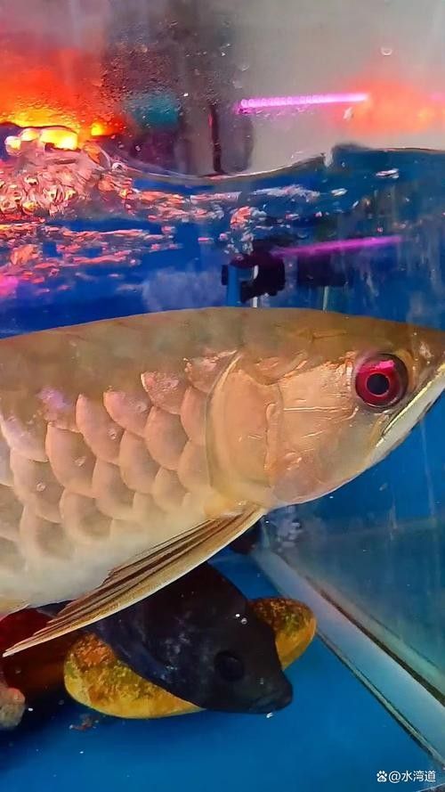 金龍魚燈光效果對比圖有哪些（養龍魚四種燈光哪個更適合你）