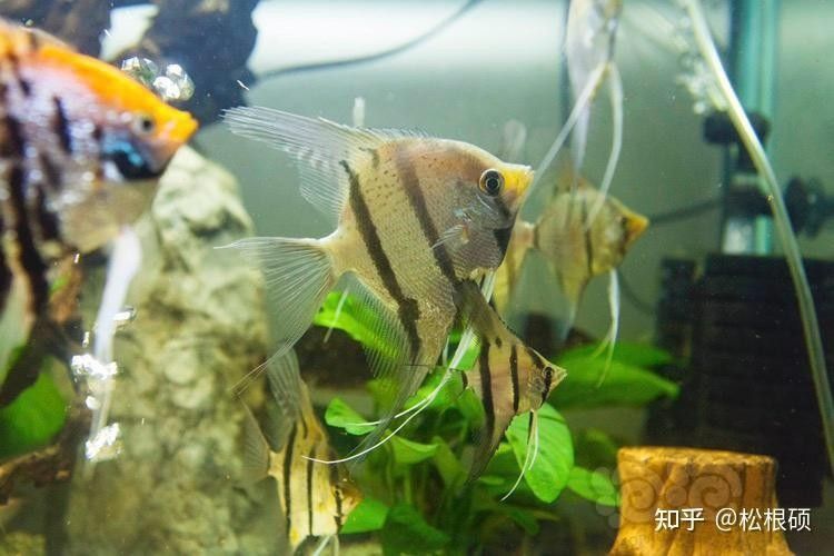 六角龍魚腿爛了多久會好
