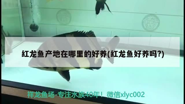 紅龍魚產(chǎn)地在哪里的好養(yǎng)(紅龍魚好養(yǎng)嗎?)