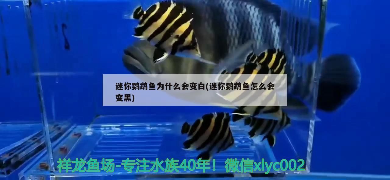 迷你鸚鵡魚為什么會變白(迷你鸚鵡魚怎么會變黑)（迷你鸚鵡魚為什么會變白）