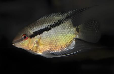 觀賞龍魚什么品種好養活的多：什么品種的觀賞龍魚好養活？