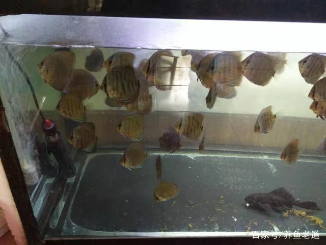 寶龍魚缸維修電話號碼查詢（寶龍魚缸維修電話號碼查詢）（如何找到可靠的寶龍魚缸維修電話號碼）