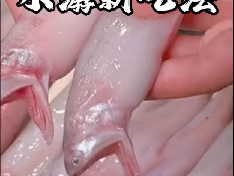 東海小白龍龍頭魚（東海小白龍:軟嫩如豆腐,清蒸燒湯皆美味）