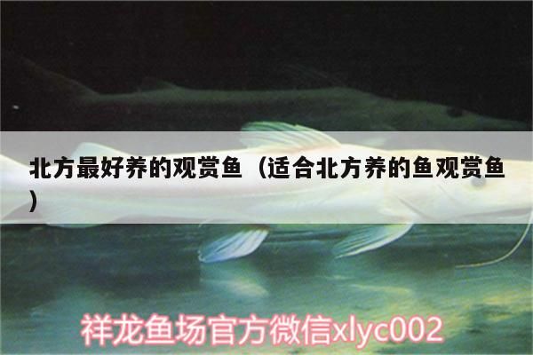 給大魚缸換水的作文:體驗給大魚缸換水的樂趣:體驗給大魚缸換水:給大魚缸換水的作文 北方最好養的觀賞魚(適合北方養的魚觀賞魚)(北方養什么品種的觀賞魚好) 觀賞魚百科 北方最好養的觀賞魚(適合北方養的魚觀賞魚)(北方養什么品種的觀賞魚好) 北方最好養的觀賞魚(適合北方養的魚觀賞魚)(北方養什么品種的觀賞魚好) 觀賞魚百科
