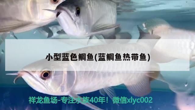 小型藍色鯛魚(藍鯛魚熱帶魚)（小型藍色鯛魚）