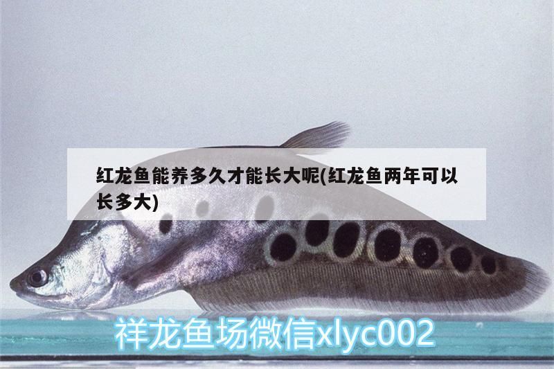 紅龍魚能養多久才能長大呢(紅龍魚兩年可以長多大)（紅龍魚能養多久才能長大）