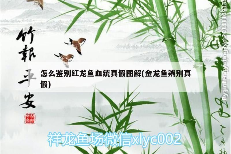 怎么鑒別紅龍魚血統真假圖解(金龍魚辨別真假)（伊薩庫紅龍魚血統真假圖解怎么鑒別紅龍魚血統真假圖解） 怎么鑒別紅龍魚血統真假圖解(金龍魚辨別真假)（伊薩庫紅龍魚血統真假圖解怎么鑒別紅龍魚血統真假圖解） 觀賞魚百科