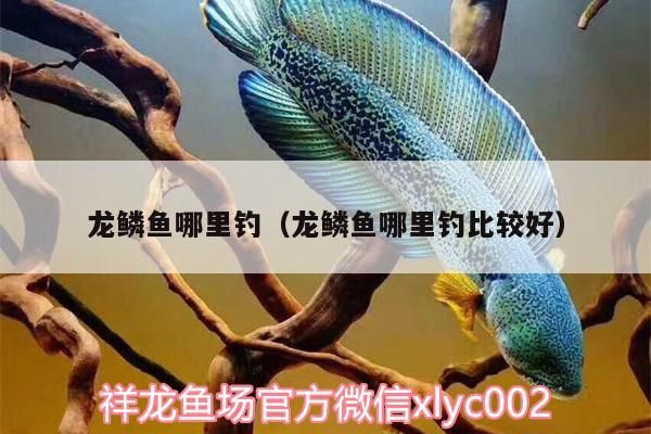 龍鱗魚哪里釣（龍鱗魚哪里釣比較好）（龍鱗魚哪里釣和龍鱗魚哪里釣和龍鱗魚哪里釣比較好）