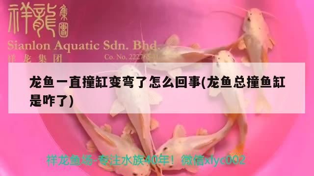 紅龍魚 龍魚一直撞缸變彎了怎么回事(龍魚總撞魚缸是咋了)(龍魚一直撞缸變彎了怎么回事) 觀賞魚百科 龍魚一直撞缸變彎了怎么回事(龍魚總撞魚缸是咋了)(龍魚一直撞缸變彎了怎么回事) 龍魚一直撞缸變彎了怎么回事(龍魚總撞魚缸是咋了)(龍魚一直撞缸變彎了怎么回事) 觀賞魚百科