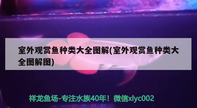金龍魚 室外觀賞魚種類大全圖解(室外觀賞魚種類大全圖解圖)(室外觀賞魚種類大全圖解) 觀賞魚百科 室外觀賞魚種類大全圖解(室外觀賞魚種類大全圖解圖)(室外觀賞魚種類大全圖解) 室外觀賞魚種類大全圖解(室外觀賞魚種類大全圖解圖)(室外觀賞魚種類大全圖解) 觀賞魚百科