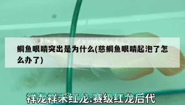 鯛魚眼睛突出是為什么(慈鯛魚眼睛起泡了怎么辦了)（鯛魚的營養價值及功效）