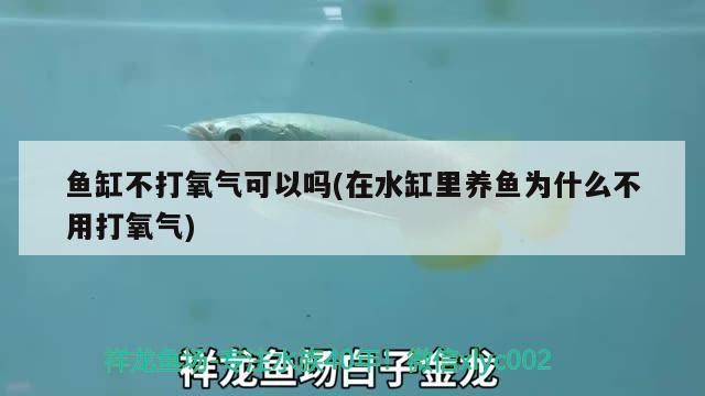 魚缸不打氧氣可以嗎(在水缸里養(yǎng)魚為什么不用打氧氣)（在水缸里養(yǎng)魚為什么不打氧氣可以嗎）