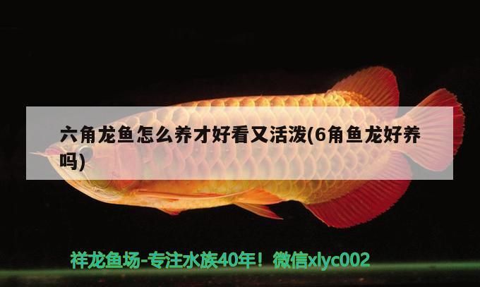 六角龍魚怎么養才好看又活潑(6角魚龍好養嗎)（六角龍魚怎么養才好看又活潑） 六角龍魚怎么養才好看又活潑(6角魚龍好養嗎)（六角龍魚怎么養才好看又活潑） 觀賞魚百科