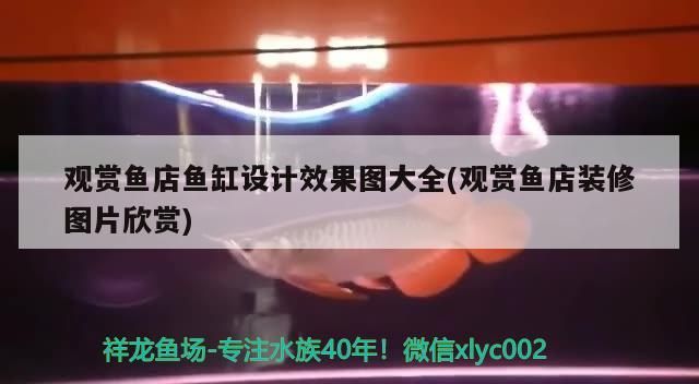 觀賞魚店魚缸設(shè)計(jì)效果圖大全(觀賞魚店裝修圖片欣賞)（觀賞魚店魚缸設(shè)計(jì)效果圖大全）
