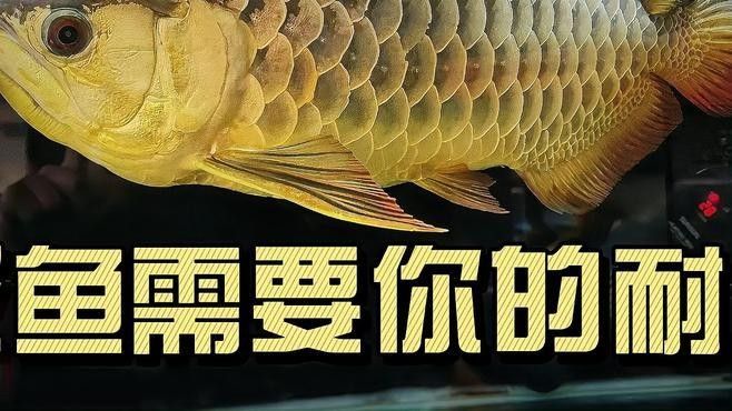 紅龍魚養多久才長到50cm（紅龍魚一年能長多少厘米）