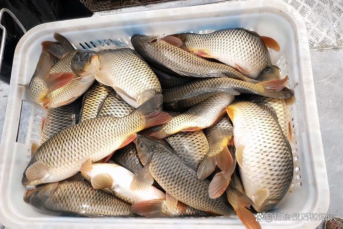 七紋巨鯉魚最怕三個東西（七紋巨鯉魚最怕三個東西，）