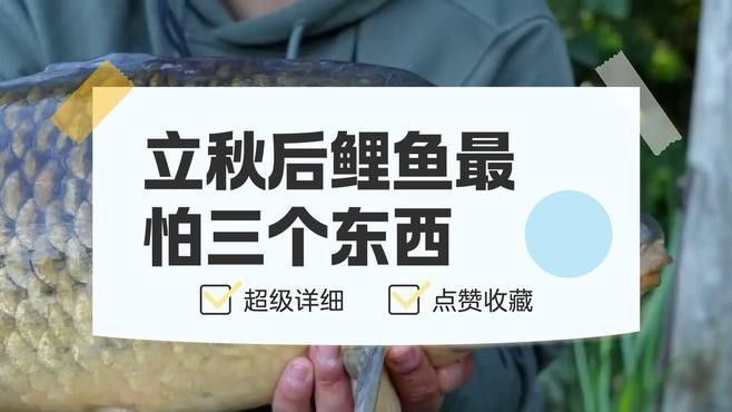 七紋巨鯉魚最怕三個東西（七紋巨鯉魚最怕三個東西，）