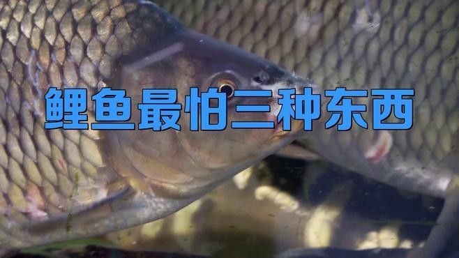 七紋巨鯉魚最怕三個東西（七紋巨鯉魚最怕三個東西，）