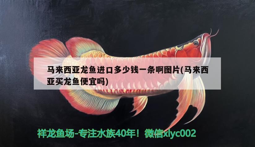 馬來西亞龍魚進口多少錢一條啊圖片(馬來西亞買龍魚便宜嗎)（關于龍魚的知識）