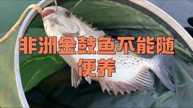 非洲金鼓魚(yú)疾病 非洲金鼓魚(yú)疾病 觀(guān)賞魚(yú)百科 第2張