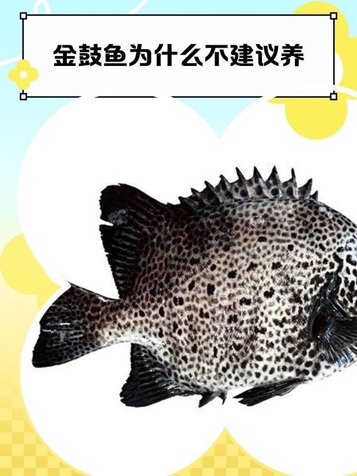 非洲金鼓魚(yú)疾病 非洲金鼓魚(yú)疾病 觀(guān)賞魚(yú)百科 第1張