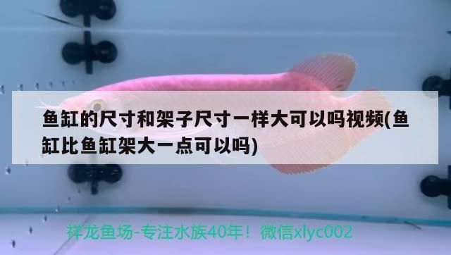 我的虎魚真菌感染了要怎么處理 魚缸的尺寸和架子尺寸一樣大可以嗎視頻(魚缸比魚缸架大一點可以嗎)(魚缸的尺寸和架子尺寸一樣大可以嗎) 觀賞魚百科 魚缸的尺寸和架子尺寸一樣大可以嗎視頻(魚缸比魚缸架大一點可以嗎)(魚缸的尺寸和架子尺寸一樣大可以嗎) 魚缸的尺寸和架子尺寸一樣大可以嗎視頻(魚缸比魚缸架大一點可以嗎)(魚缸的尺寸和架子尺寸一樣大可以嗎) 觀賞魚百科