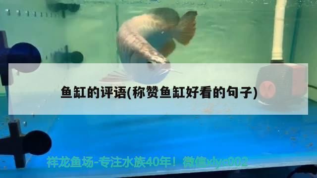 魚缸的評語(稱贊魚缸好看的句子)（邯鄲公交司機評語十大招財擺件評語）