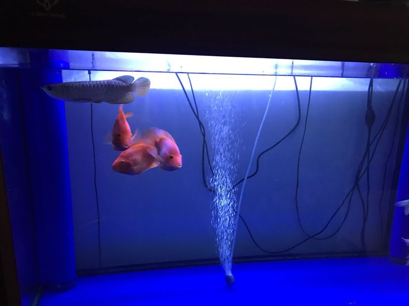 用三文魚肉喂金龍生長發色怎么樣？（用三文魚肉喂金龍生長發色的效果研究）