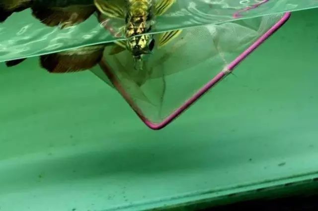阿拉爾金龍魚最簡單三個步驟（阿拉爾金龍魚最簡單三個步驟，最簡單、最關鍵、最關鍵的步驟）