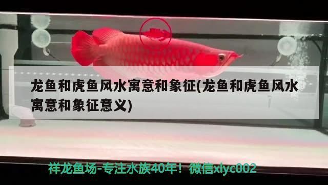 龍魚和虎魚風水寓意和象征(龍魚和虎魚風水寓意和象征意義)
