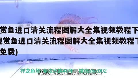 觀賞魚進口清關流程圖解大全集視頻教程下載(觀賞魚進口清關流程圖解大全集視頻教程下載免費)（--觀賞魚進口清關流程圖解大全集視頻教程） 觀賞魚進口清關流程圖解大全集視頻教程下載(觀賞魚進口清關流程圖解大全集視頻教程下載免費)（--觀賞魚進口清關流程圖解大全集視頻教程） 觀賞魚百科