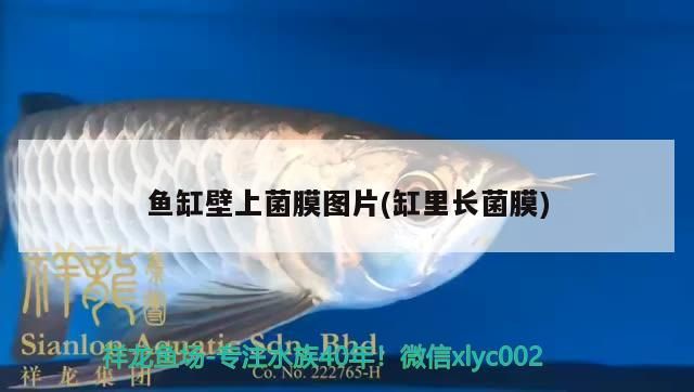 魚缸壁上菌膜圖片(缸里長菌膜)（關(guān)于魚缸壁上菌膜清理）