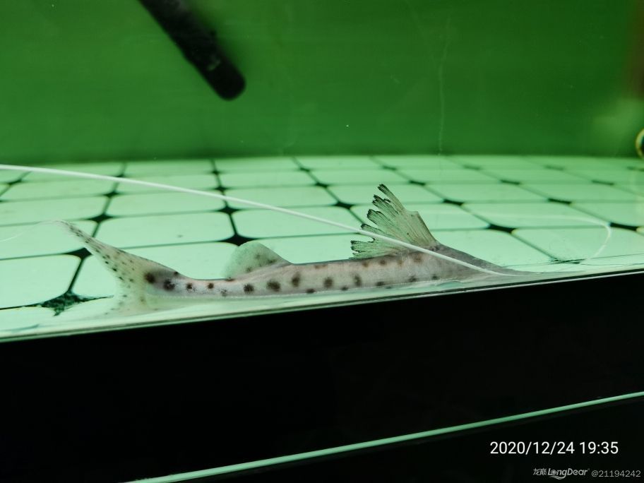 金龍魚浮頭怎么回事（ 金龍魚浮背怎么回事）（金龍魚浮頭怎么辦）