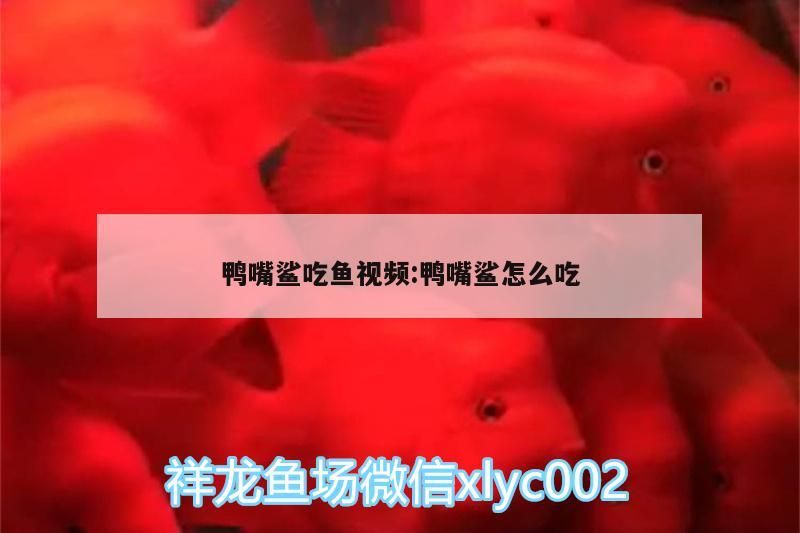 鴨嘴鯊吃魚視頻:鴨嘴鯊怎么吃（鴨嘴鯊怎么飼養？）