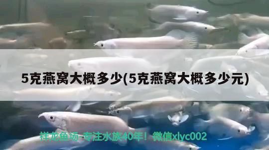 5克燕窩大概多少(5克燕窩大概多少元)（5克燕窩大概多少） 5克燕窩大概多少(5克燕窩大概多少元)（5克燕窩大概多少） 觀賞魚百科