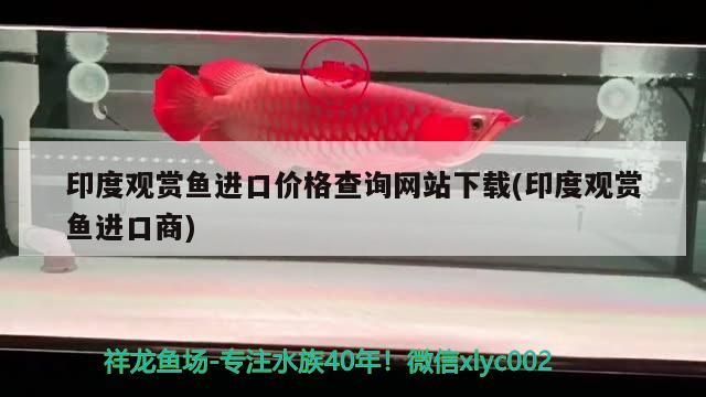 印度觀賞魚進口價格查詢網站下載(印度觀賞魚進口商)（印度觀賞魚進口價格查詢魚進口價格查詢網站下載的知識） 印度觀賞魚進口價格查詢網站下載(印度觀賞魚進口商)（印度觀賞魚進口價格查詢魚進口價格查詢網站下載的知識） 觀賞魚百科