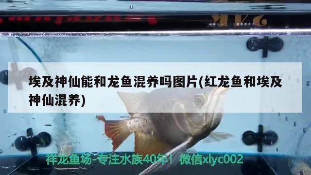 埃及神仙能和龍魚混養嗎圖片(紅龍魚和埃及神仙混養)（埃及神仙能和龍魚混養嗎）